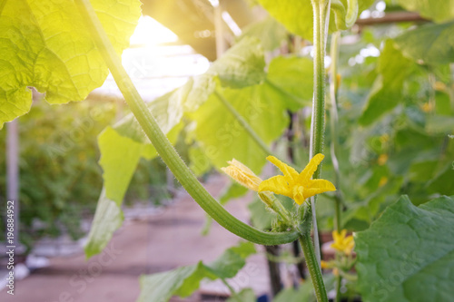 Fresh green cucumbers in the industrial greenhouse.Natural and organic ingredients for a healthy diet. photo