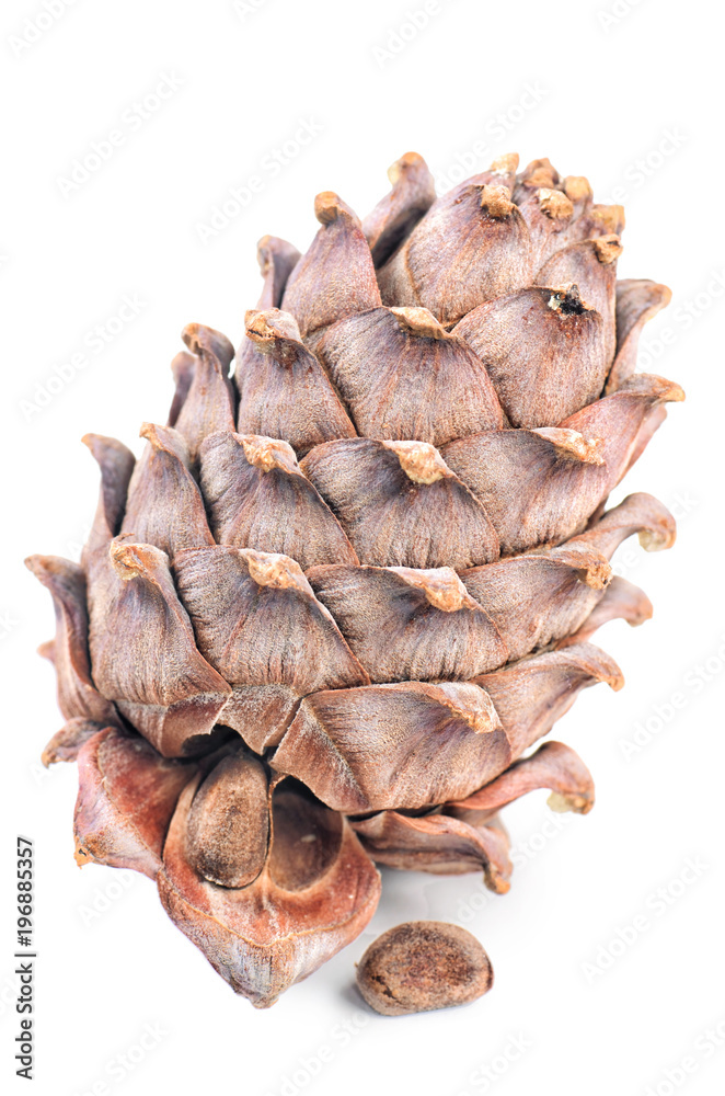 Fototapeta premium Cedar cone close-up isolated on white