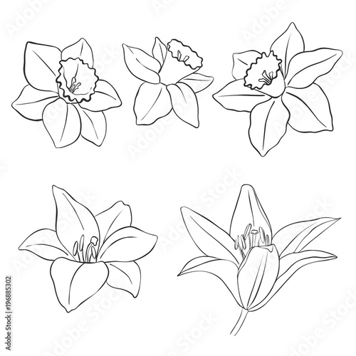 flowers, vintage vector floral set