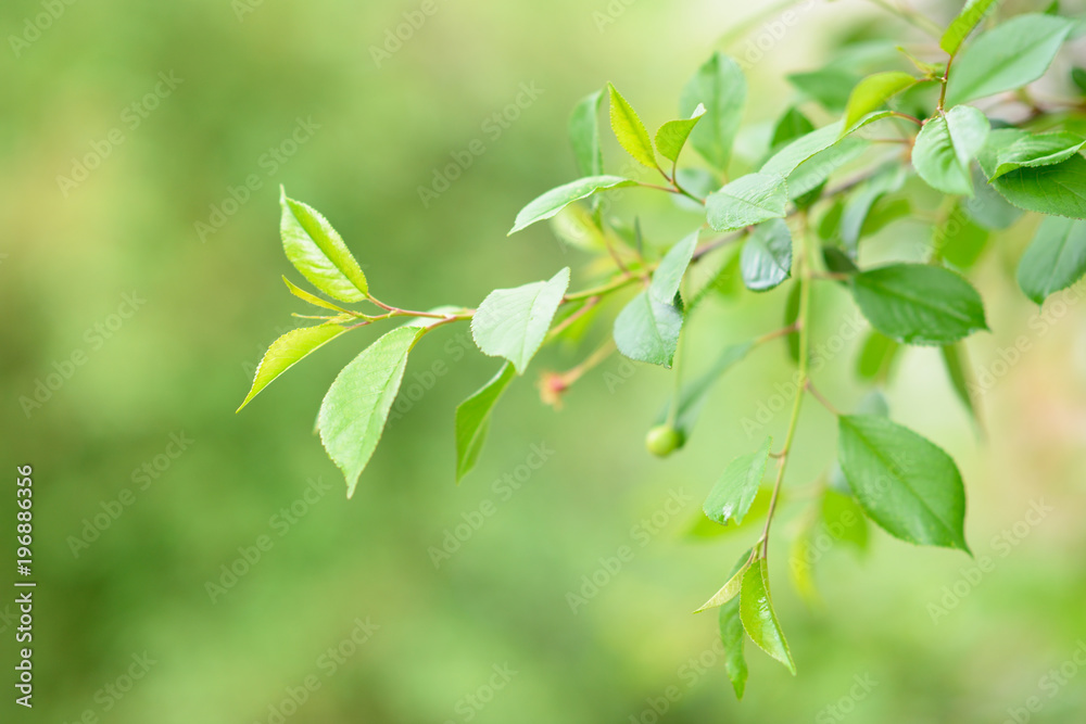 Fresh green leaves of cherry, spring or summer beautiful nature background. Cherry-tree. Fresh green leaves of cherry, spring or summer beautiful nature background. Cherry-tree.