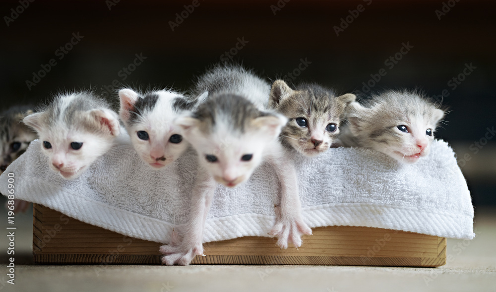Cute tabby kittens  in wooden box