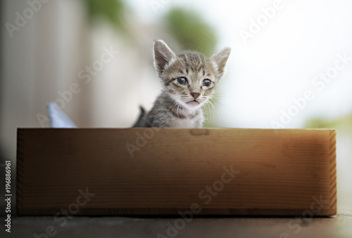 Cute tabby kittens in wooden box