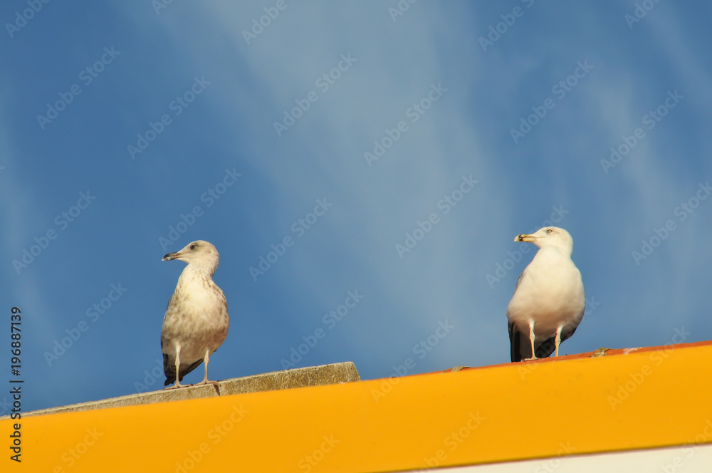 Obraz premium Gaivota num momento de relaxe