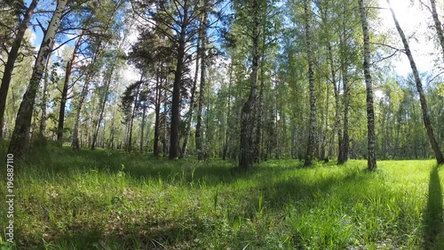 Walking on a green glane in the birch forest at sunny summer day photo
