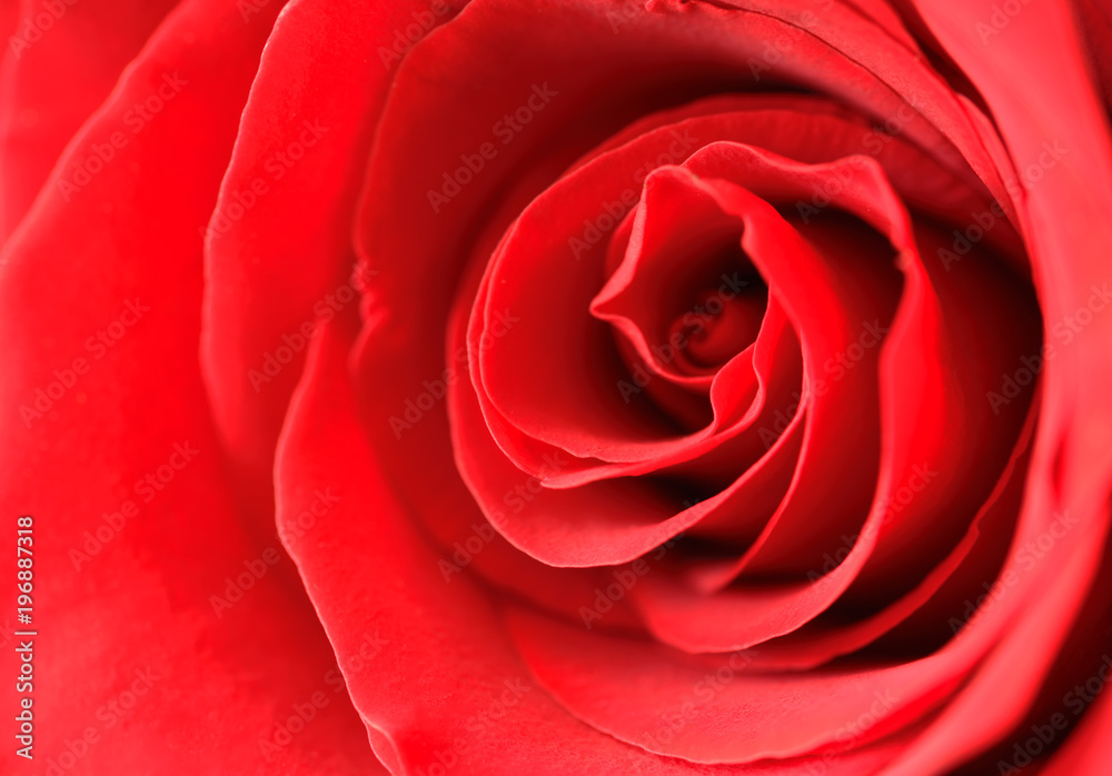 Red rose background close up. Red rose background close up.