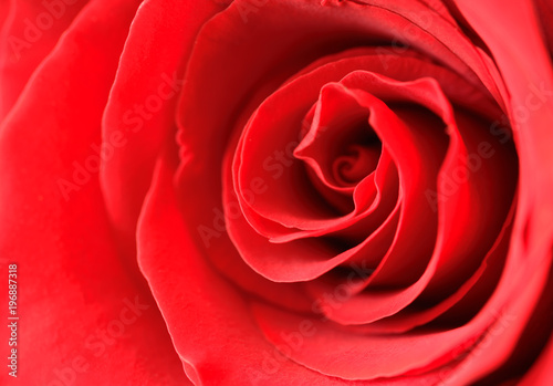 Red rose background close up.
