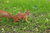 rotes Eichhörnchen in grüner Wiese