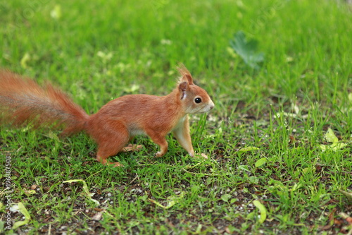 rotes Eichhörnchen in grüner Wiese