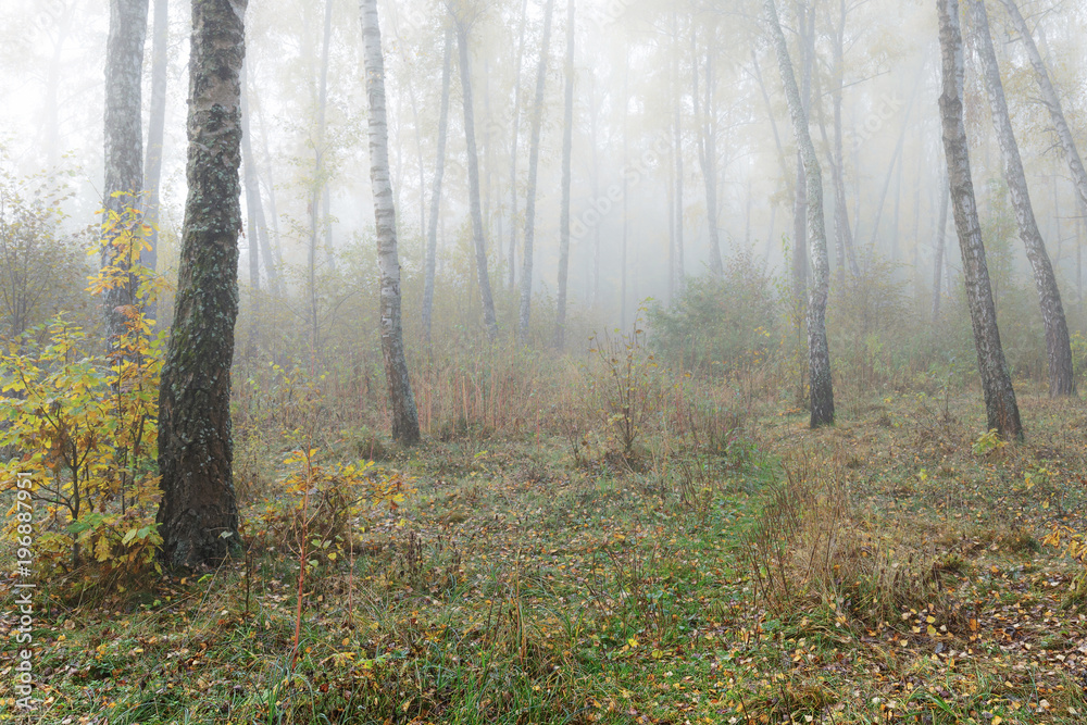 Obraz premium Misty morning in the woods in the fall. Morning, autumn. Birch grove near the city. 