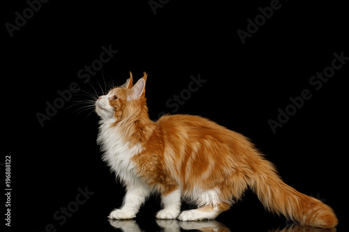Fototapeta Naklejka Na Ścianę i Meble -  Playful Ginger Maine Coon Cat, Standing and Looking up Isolated Black Background, side view
