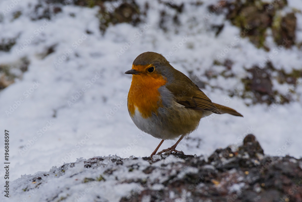 Robin on a winter log Robin on a winter log