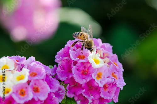 Macro closeup of a ornamental Colorful Hedge Flower, Weeping Lantana, Lantana camara cultivated as honey nectar rich bee plant