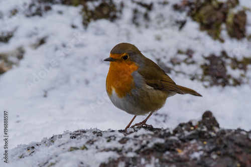 Robin on a winter log
