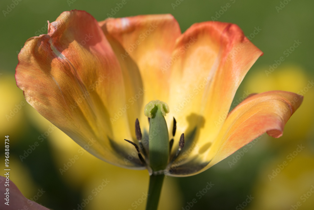 Colourful flower Colourful flower