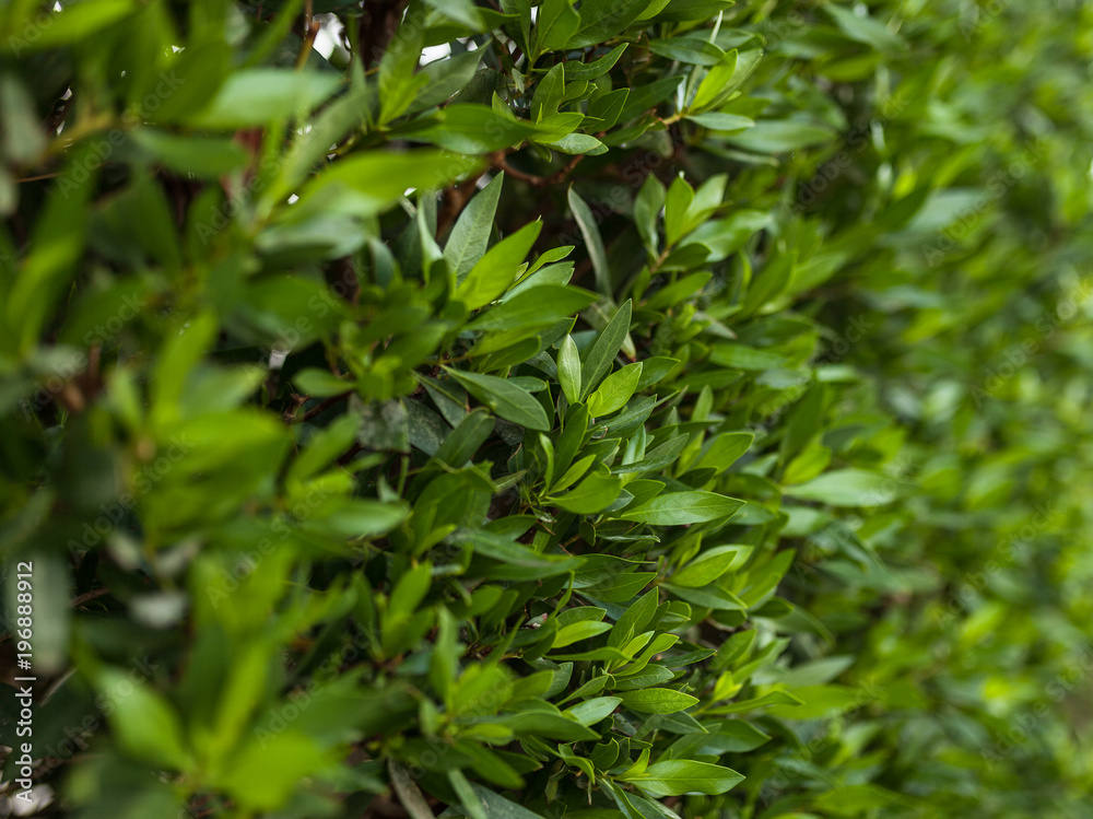 Green leaf wall background horizontal image Green leaf wall background horizontal image
