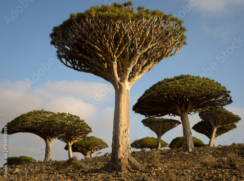 Dragon's Blood Trees at Sunrise on Socotra, Yemen