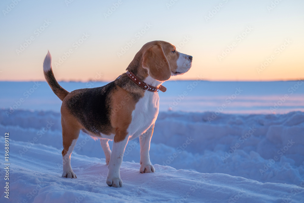 Beagle dog on a walk at sunset on a March evening Beagle dog on a walk at sunset on a March evening