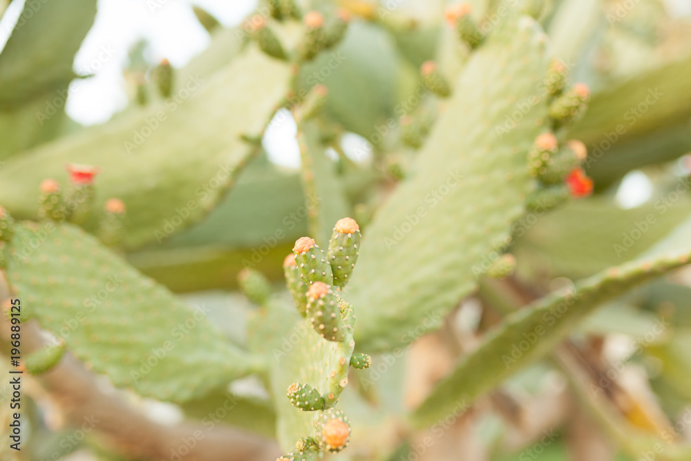 Wild bushes cactus opuntia ficus indica sabra lit by the sun Wild bushes cactus opuntia ficus indica sabra lit by the sun