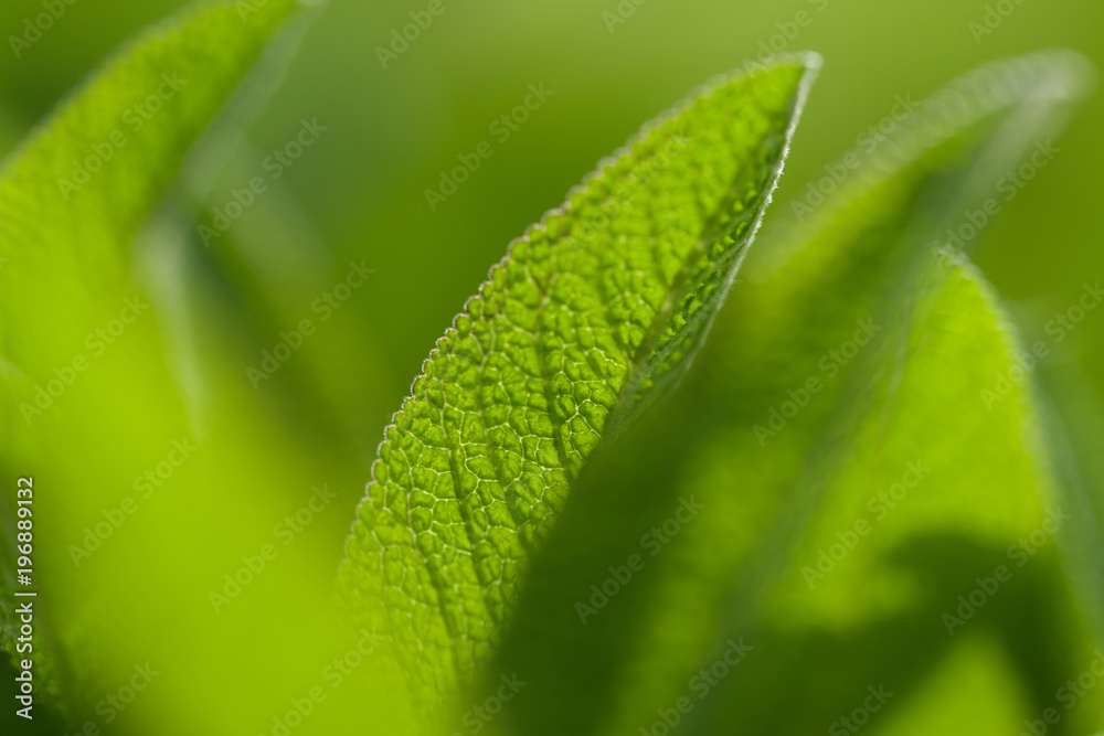 Amazing soft green leaf details in sunlight Amazing soft green leaf details in sunlight
