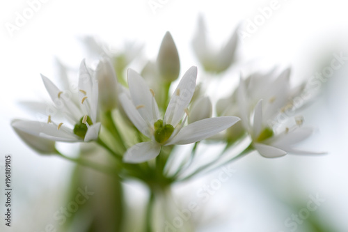 Soft seasonal white blossom flower