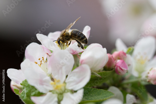 Nice working useful insect on blossom flowers
