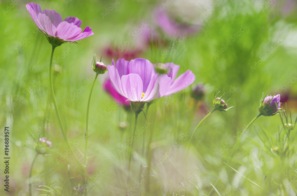 Obraz premium Cosmos flower with blurred green background.