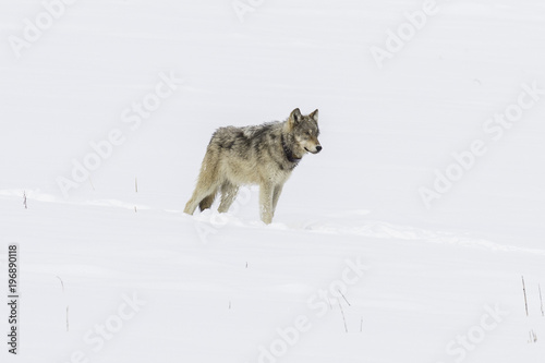 Collared wolf