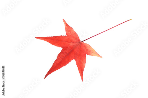 Red American sweetgum leave on white background