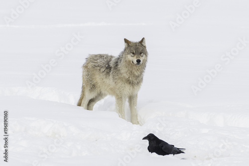 Grey wolf pup © mtnmichelle