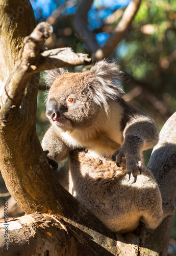 Fototapeta Naklejka Na Ścianę i Meble -  Koala in the wild