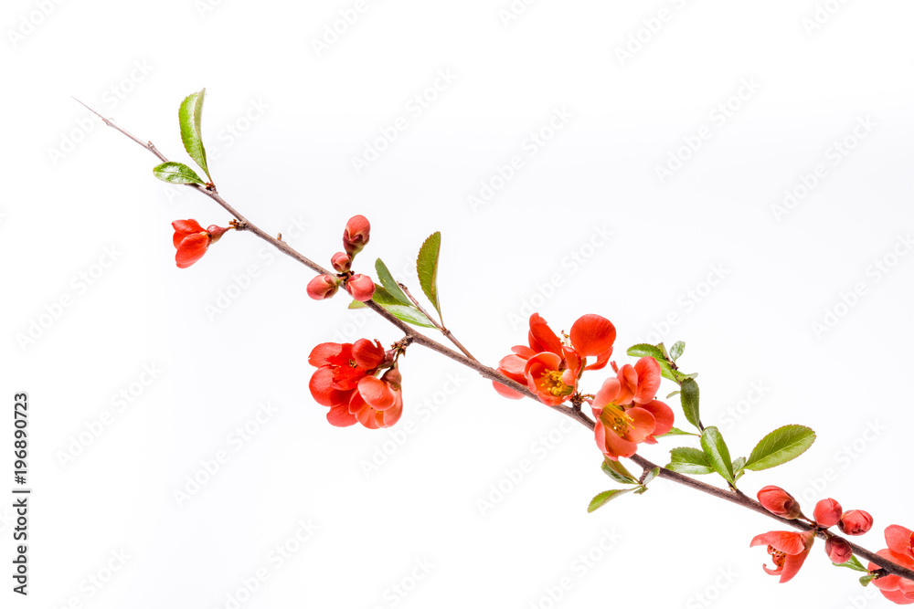 Japanese Quince, Chaenomeles japonica, in bloom. Isolated on white background. Japanese Quince, Chaenomeles japonica, in bloom. Isolated on white background.