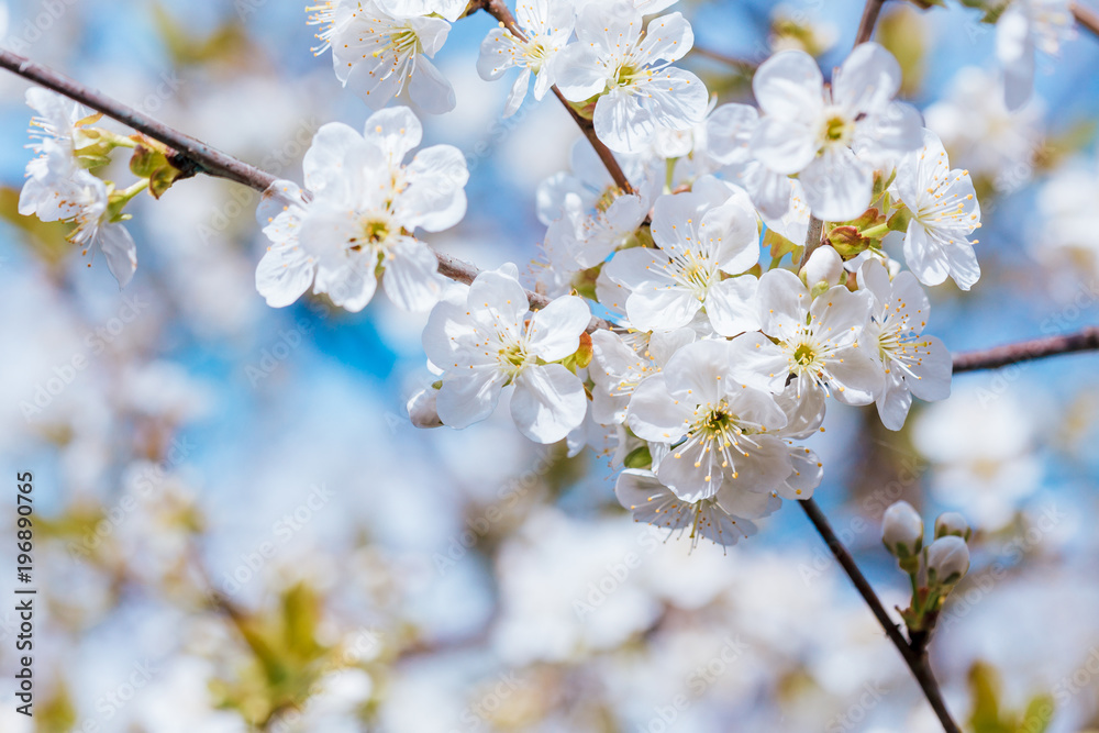 Cherry blossoms branch at spring garden.