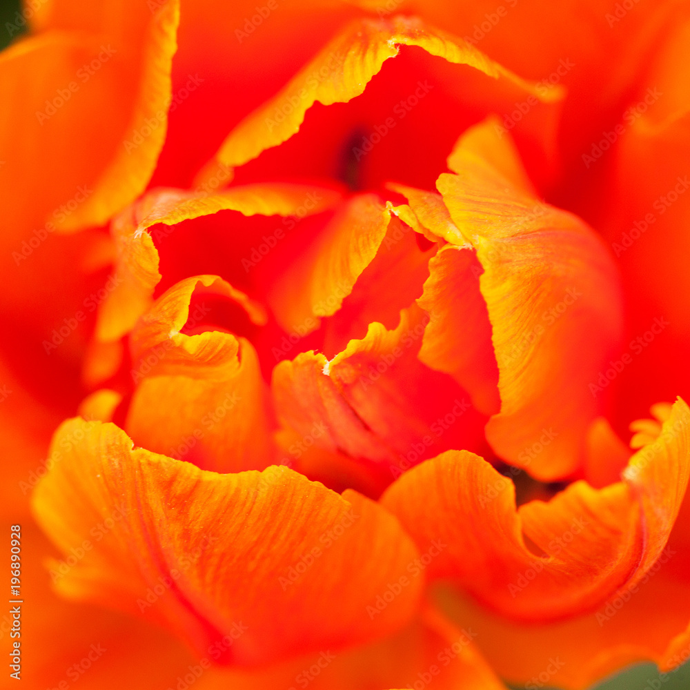 beautiful bright tulips with orange petals beautiful bright tulips with orange petals