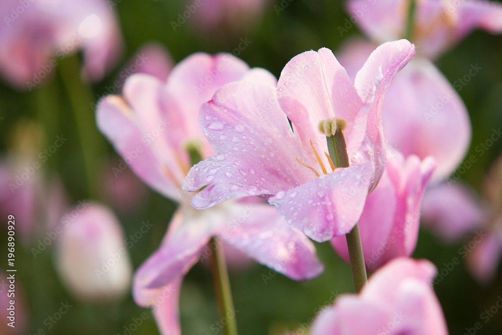 delicate pink tulip with drops of dew on petals delicate pink tulip with drops of dew on petals
