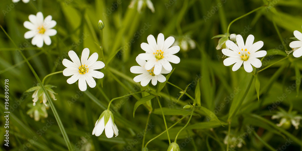 beautiful gentle and small flowers of wild-growing stellaria beautiful gentle and small flowers of wild-growing stellaria