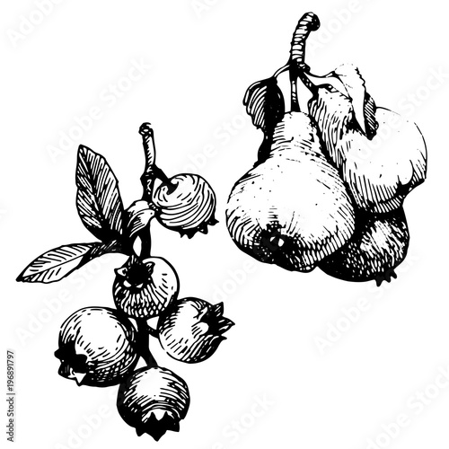 Wallpaper Mural Pear and branch dogrose black Ink drawing illustration.  Torontodigital.ca