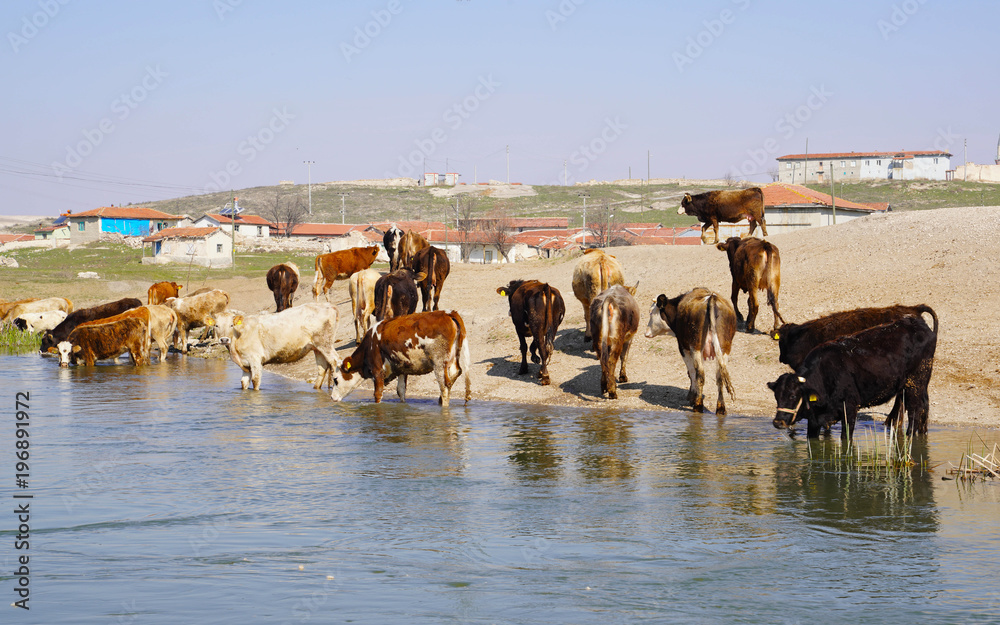 Obraz premium Thirsty cows drinking water from the river