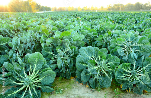 Vegetable field with sun light photo