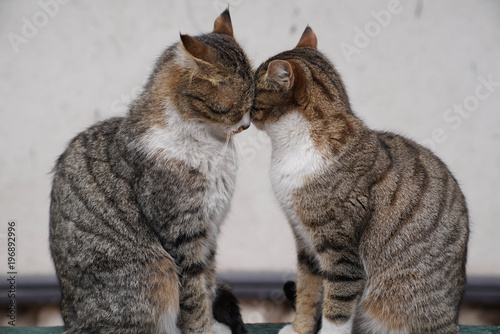 Two brown cats sitting and snuggling each other