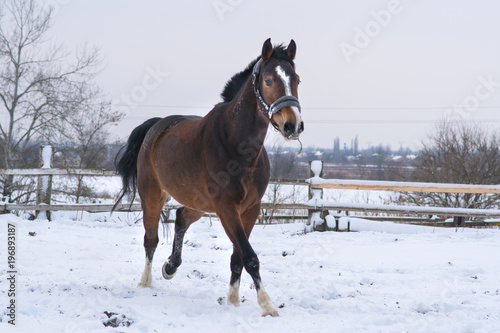 Horse in the winter in the snow