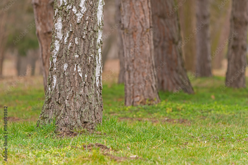 Tree trunks on green grass in park Tree trunks on green grass in park