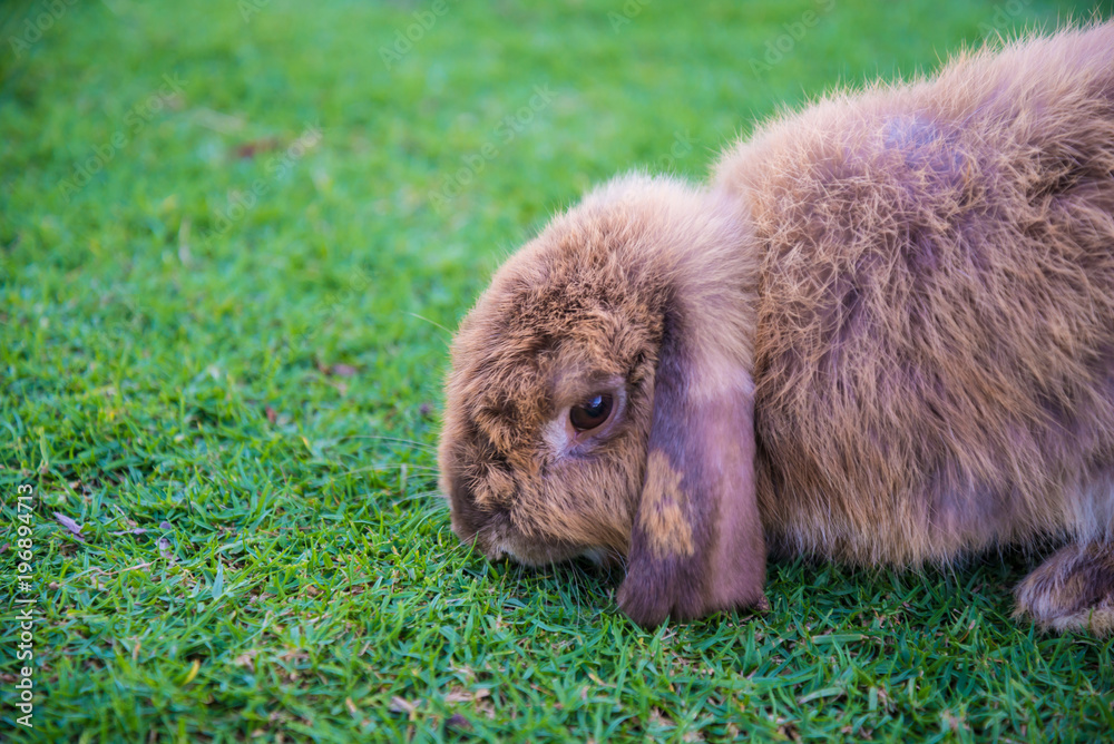 Fototapeta premium Rabbit is in the the lawn
