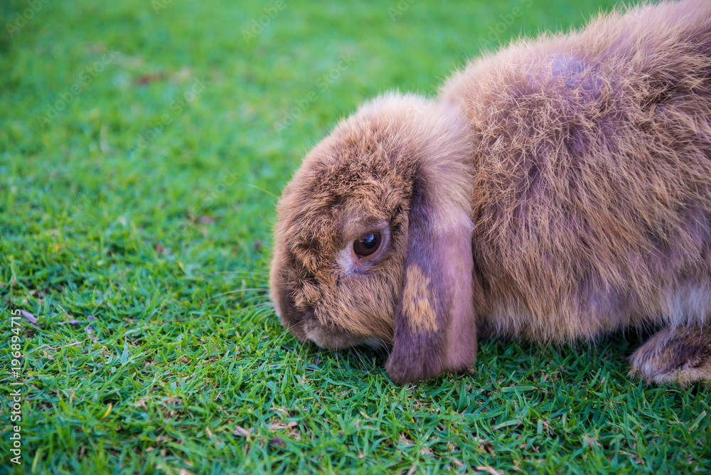 Rabbit is in the the lawn