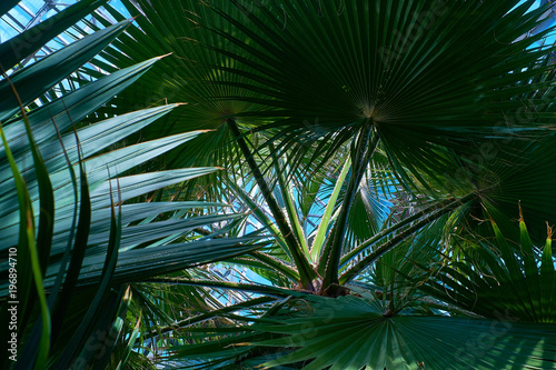 Palm trees in a tropical garden