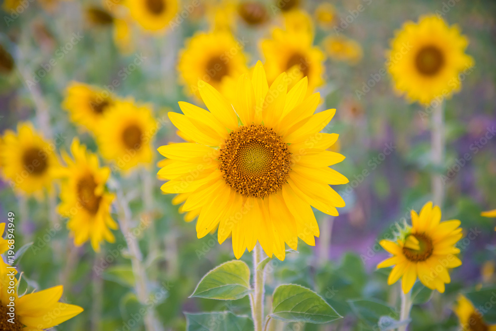 Obraz premium Sunflowers have abundant health benefits