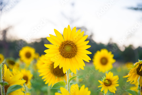 Sunflowers have abundant health benefits