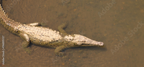 Krokodil in Costa Rica