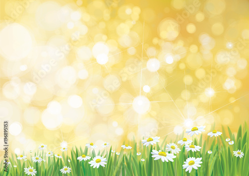 Vector summer, nature background, daisy flowers field on sun shine background.