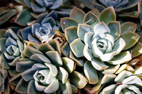 Succulents in the wild © Anina Lonte