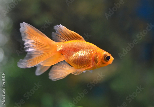 Золотая рыбка.